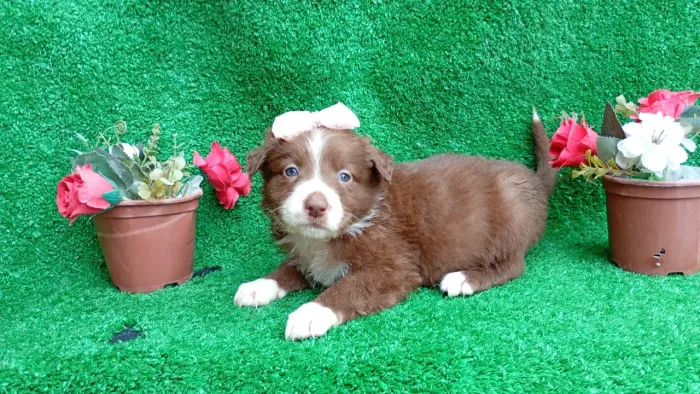 Border Collie vendas lindos filhotes