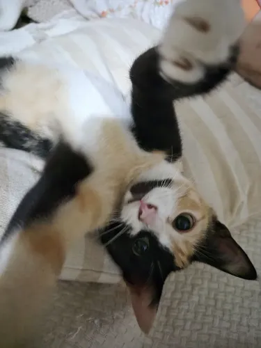 Gatinha linda