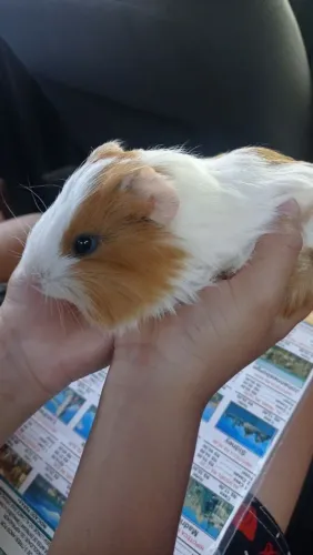 Venda de Porquinha da índia