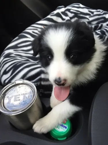 Filhotes De Border Collie - Encanto Que Brilhar No Olhar