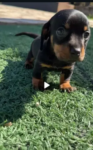 Presenteie quem vc ama filhote de basset teckel fêmea entrega imediata em 3x sem juros