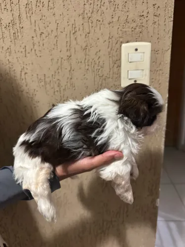 Shihtzu