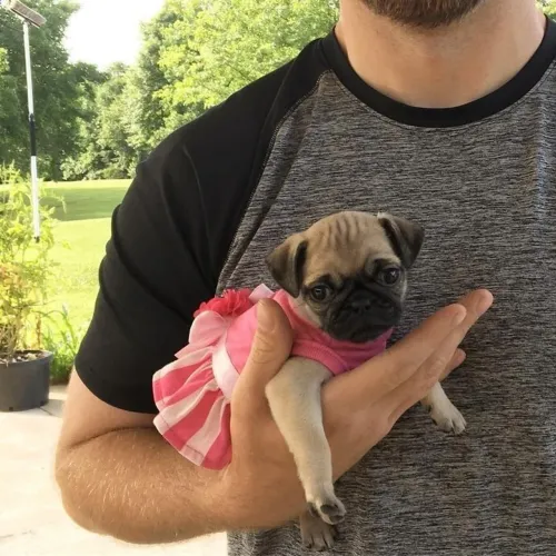 Pug Um filhote que chama atenção pela beleza e pelo jeitinho