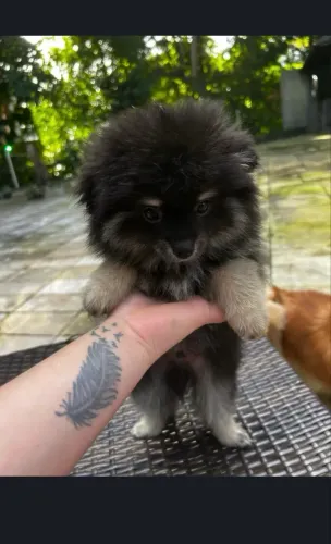 Spitz alemão