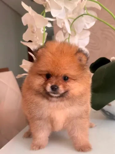 Vendem-se filhotes de spitz Alemão.