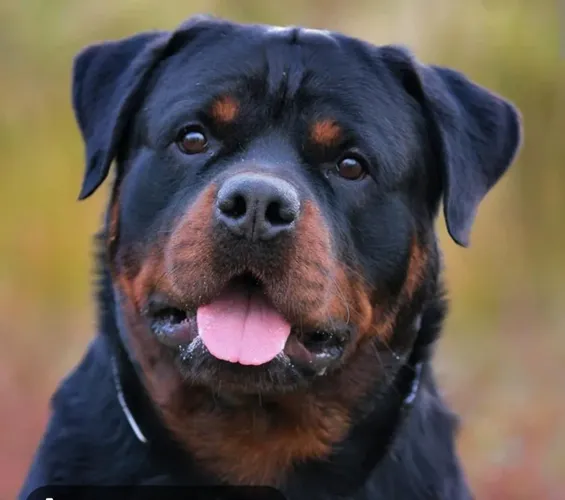 Doação de cachorro hotweiller