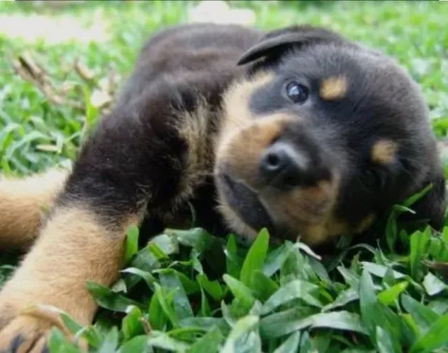 Macho de Rottweiler alemão, disponível para venda