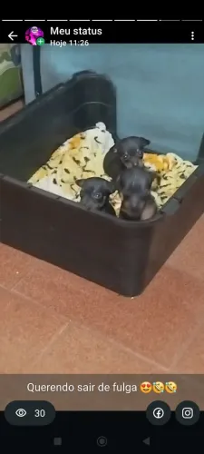 Lindos filhotes pinscher micro