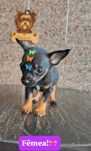 Pinscher com 52 dias vacinado macho e fêmea