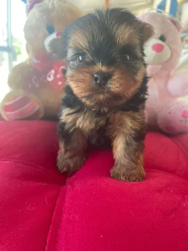 Yorkterrier fêmea mini disponível para reservar
