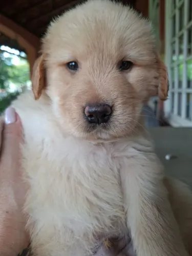 Golden retrivier filhote 