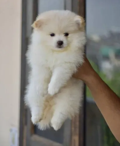 Spitz alemão.Doguinho pronto para fazer parte da sua história e da sua família