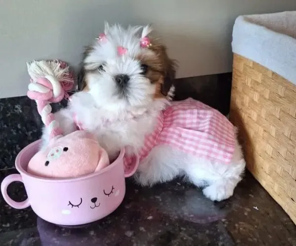 Shih tzu fêmea Minie