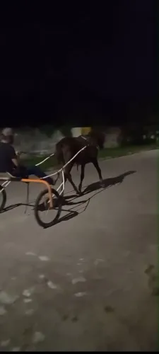 Cavalos