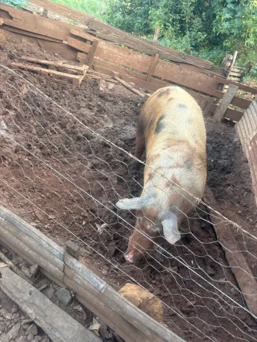 Porco gordo