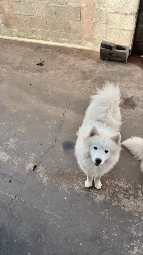 Samoieda Macho