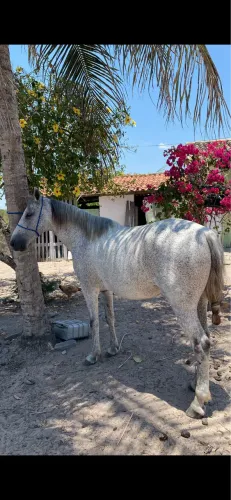 Cavalo Picado