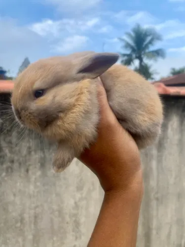 Coelho mini lop