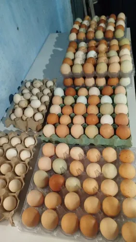 Ovos caipira