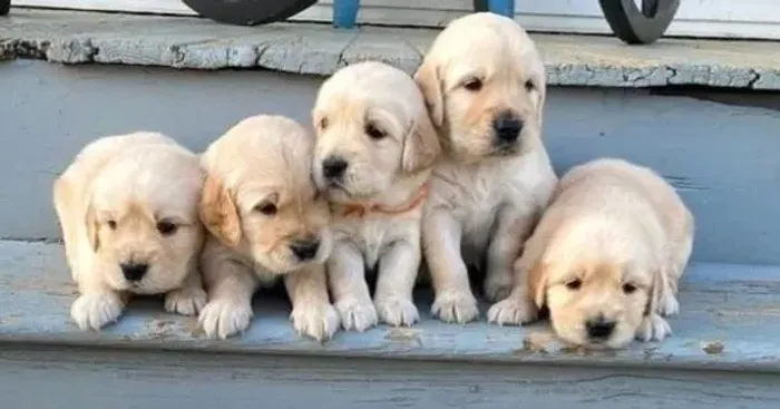 Golden Retriever Filhotes Excelente Comportamento.