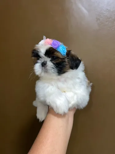 Lindas fêmea de SHIHTZU pra vender não é doação