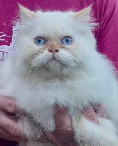 Fofura de olhos azuis: persa fêmea com pedigree 
