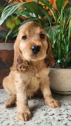 Conheça Nossos Filhotes de Cocker Spaniel | Muito Carinho em Quatro Patas