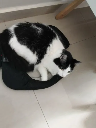 Doase gatos fêmea castradas