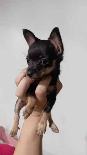Fêmea de pinscher