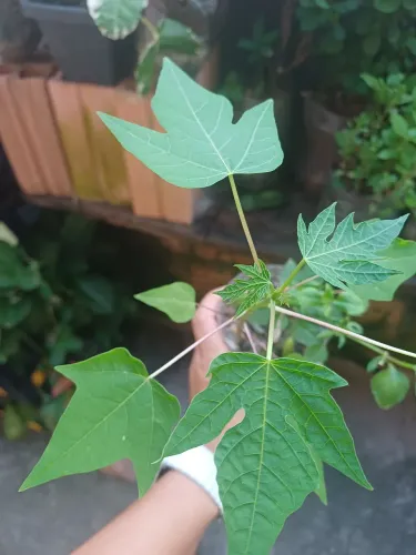 Plantas e mudas de Mamoeiro