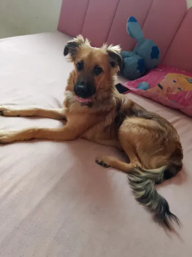 Cachorro doação 