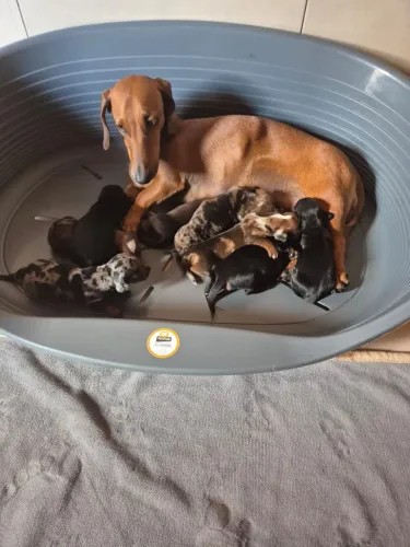 Filhotes de Dachshund para reserva