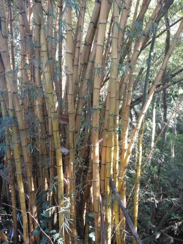 Vende se bambu amarelo 10mt de comprimento 8cm de diametro