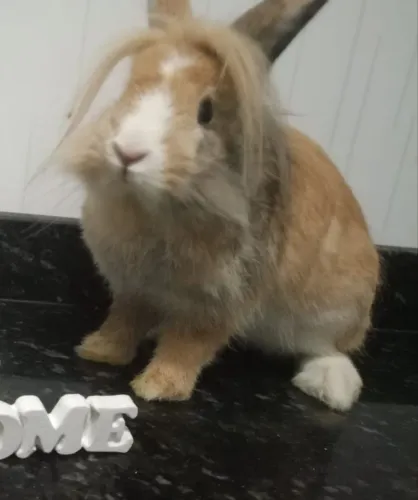 Coelho mini Lion de raça 