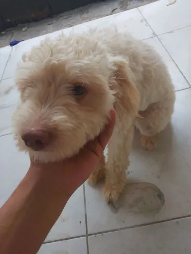 Cachorro poodle