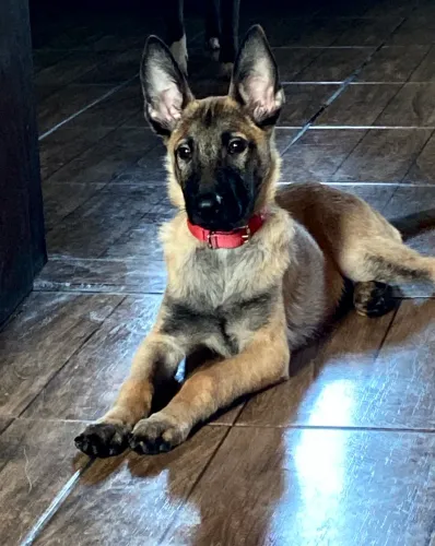 Filhote pastor belga Malinois