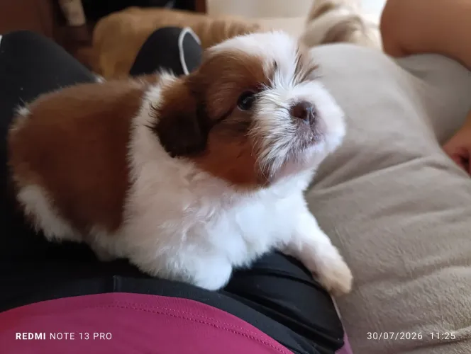 Vende filhote lindo da raça shi tzu!
