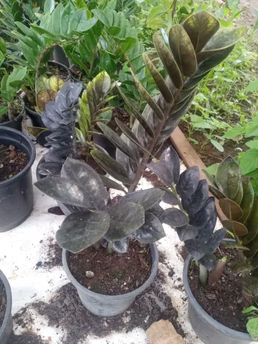 Plantas