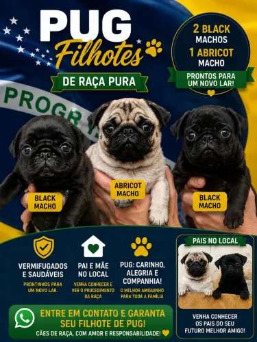 Filhotes de Pug 