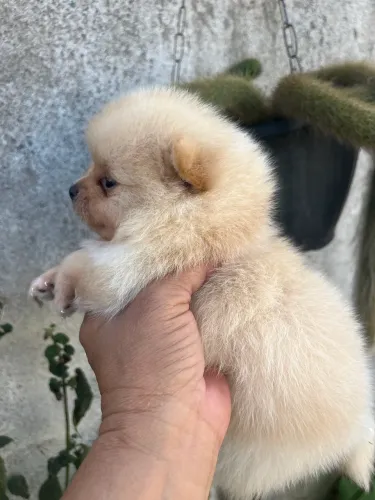 Bebês machos de Lulu