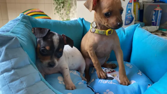 Pinscher 