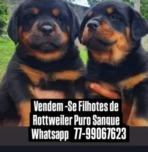 Rottweiler 