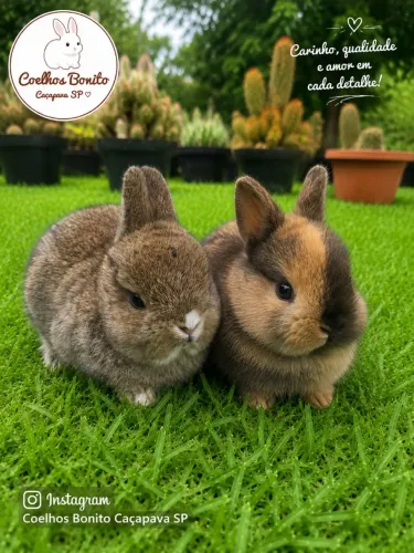 Coelho anão Raça Netherland Dwarf