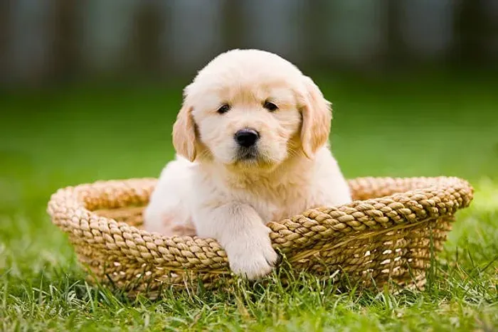 Golden Retriever Um Amor Para Presentear Neste Dia dos Namorados