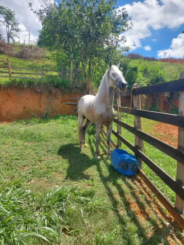 Vendo cavalo Garanhao marcha picada
