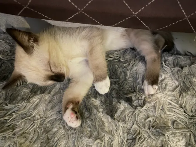 doação responsável de gatinha carinhosa