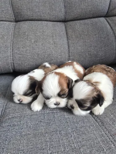 Shih Tzus
