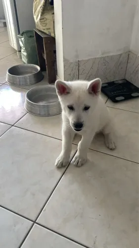 Akita Inu