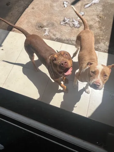 Dois pitt monster