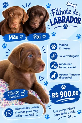 FILHOTE DE LABRADOR DISPONÍVEL R$900